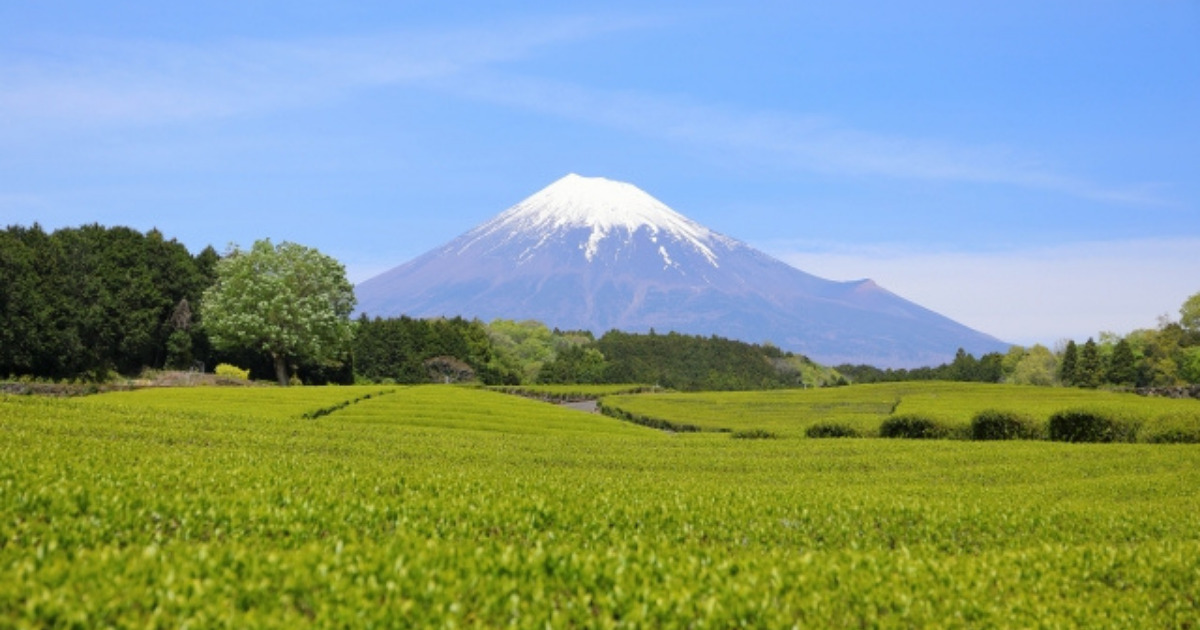 お茶畑と富士山
